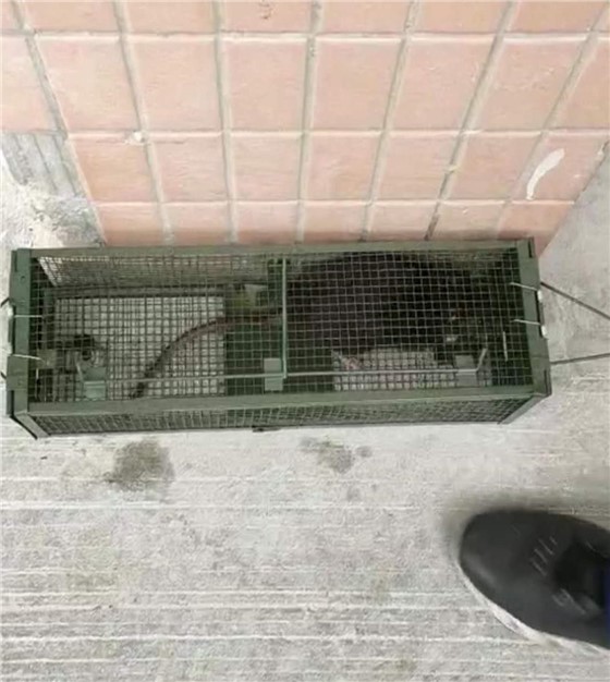 滄州景隆酒店捕鼠籠