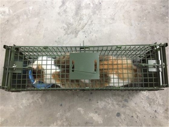 景隆捕貓籠